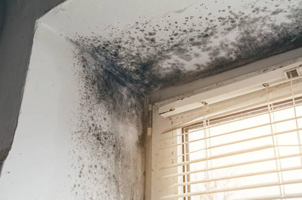 Affordable Black Mold Remediation solutions in Hayes, VA