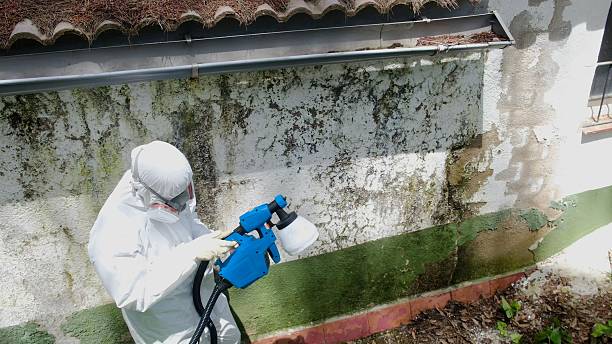 Top rated local Black Mold Remediation specialists in Hayes, VA